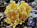 Filename=griva_bukova_b_Ramaria_fagetorum_2009_09210018.JPG
Filesize=254KB
Dimensions=900x675
Date added=Jan 04, 2010 griva_bukova_b_Ramaria_fagetorum_2009_09210018.JPG