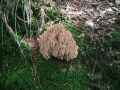 Filename=griva_rdeca_a_Ramaria_botrytis_2013_09220022.jpg
Filesize=311KB
Dimensions=900x675
Date added=Oct 10, 2013 griva_rdeca_a_Ramaria_botrytis_2013_09220022.jpg