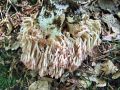 Filename=griva_rdeca_b_Ramaria_botrytis_2013_09220025.jpg
Filesize=315KB
Dimensions=900x675
Date added=Oct 10, 2013 griva_rdeca_b_Ramaria_botrytis_2013_09220025.jpg