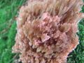 Filename=griva_rdeca_c_Ramaria_botrytis_2013_09220023.jpg
Filesize=202KB
Dimensions=900x675
Date added=Oct 10, 2013 griva_rdeca_c_Ramaria_botrytis_2013_09220023.jpg