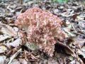 Filename=griva_rdeca_d_Ramaria_botrytis_2013_09260015.jpg
Filesize=236KB
Dimensions=900x675
Date added=Oct 10, 2013 griva_rdeca_d_Ramaria_botrytis_2013_09260015.jpg