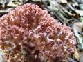 Filename=griva_rdeca_e_Ramaria_botrytis_2013_09260016.jpg
Filesize=239KB
Dimensions=900x675
Date added=Oct 10, 2013 griva_rdeca_e_Ramaria_botrytis_2013_09260016.jpg