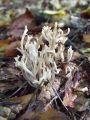Filename=grivaca_grebenasta_b_Clavulina_coralloides_2010_10100020.jpg
Filesize=240KB
Dimensions=675x900
Date added=Oct 23, 2010 grivaca_grebenasta_b_Clavulina_coralloides_2010_10100020.jpg