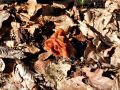 Filename=hrcek_pomladanski_a_Gyromitra_esculenta_2013_03220012a.jpg
Filesize=303KB
Dimensions=900x675
Date added=Oct 10, 2013 hrcek_pomladanski_a_Gyromitra_esculenta_2013_03220012a.jpg