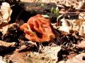 Filename=hrcek_pomladanski_b_Gyromitra_esculenta_2013_03220013a.jpg
Filesize=224KB
Dimensions=900x675
Date added=Oct 10, 2013 hrcek_pomladanski_b_Gyromitra_esculenta_2013_03220013a.jpg