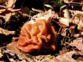 Filename=hrcek_pomladanski_c_Gyromitra_esculenta_2013_03220014a~0.jpg
Filesize=216KB
Dimensions=900x675
Date added=Oct 10, 2013 hrcek_pomladanski_c_Gyromitra_esculenta_2013_03220014a~0.jpg