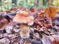 Filename=jezek_rdeckasti_a_Hydnum_rufescens_2012_11030016.jpg
Filesize=231KB
Dimensions=900x675
Date added=Nov 08, 2012 jezek_rdeckasti_a_Hydnum_rufescens_2012_11030016.jpg