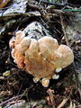 Filename=jezek_rumeni_a_Hydnum_repandum_2009_09240052.jpg
Filesize=305KB
Dimensions=675x900
Date added=Jan 05, 2010 jezek_rumeni_a_Hydnum_repandum_2009_09240052.jpg