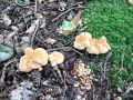 Filename=jezek_rumeni_b_Hydnum_repandum_2014_09210016.jpg
Filesize=358KB
Dimensions=900x675
Date added=Nov 06, 2014 jezek_rumeni_b_Hydnum_repandum_2014_09210016.jpg