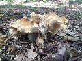 Filename=jezek_rumeni_d_Hydnum_repandum_2014_10030002.jpg
Filesize=291KB
Dimensions=900x675
Date added=Nov 06, 2014 jezek_rumeni_d_Hydnum_repandum_2014_10030002.jpg