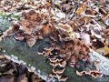 Filename=jezevka_rjasta_a_Hydnellum_ferrugineum_2012_11240022.jpg
Filesize=333KB
Dimensions=900x675
Date added=Nov 06, 2014 jezevka_rjasta_a_Hydnellum_ferrugineum_2012_11240022.jpg