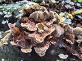 Filename=jezevka_rjasta_b_Hydnellum_ferrugineum_2012_10220017.jpg
Filesize=307KB
Dimensions=900x675
Date added=Nov 06, 2014 jezevka_rjasta_b_Hydnellum_ferrugineum_2012_10220017.jpg