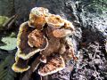 Filename=jezevka_rjasta_c_Hydnellum_ferrugineum_2012_10220014.jpg
Filesize=300KB
Dimensions=900x675
Date added=Nov 06, 2014 jezevka_rjasta_c_Hydnellum_ferrugineum_2012_10220014.jpg