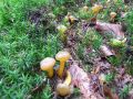 Filename=kapicarka_zdrizasta_b_Leotia_lubrica_2014_09070005a.jpg
Filesize=358KB
Dimensions=900x675
Date added=Sep 17, 2014 kapicarka_zdrizasta_b_Leotia_lubrica_2014_09070005a.jpg