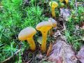 Filename=kapicarka_zdrizasta_c_Leotia_lubrica_2014_09050008a.jpg
Filesize=309KB
Dimensions=900x675
Date added=Sep 17, 2014 kapicarka_zdrizasta_c_Leotia_lubrica_2014_09050008a.jpg