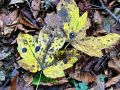 Filename=katranasta_pegavost_javorova_a_Rhytisma_acerinum_2014_11010010a.jpg
Filesize=399KB
Dimensions=900x675
Date added=Nov 12, 2014 katranasta_pegavost_javorova_a_Rhytisma_acerinum_2014_11010010a.jpg