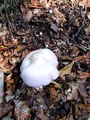 Filename=kolobarnica_bela_a_Tricholoma_album_2009_09210029.JPG
Filesize=319KB
Dimensions=675x900
Date added=Jan 05, 2010 kolobarnica_bela_a_Tricholoma_album_2009_09210029.JPG
