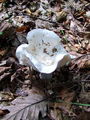 Filename=kolobarnica_golobicja_a_Tricholoma_columbetta_2009_09210027.JPG
Filesize=296KB
Dimensions=675x900
Date added=Jan 05, 2010 kolobarnica_golobicja_a_Tricholoma_columbetta_2009_09210027.JPG