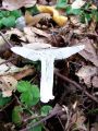 Filename=kolobarnica_rumeneca_c_Tricholoma_scalpturatum_2012_10010048.jpg
Filesize=282KB
Dimensions=675x900
Date added=Nov 28, 2012 kolobarnica_rumeneca_c_Tricholoma_scalpturatum_2012_10010048.jpg
