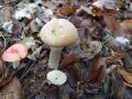 Filename=koprenka_psenicna_a_Cortinarius_caperatus_2010_10120029.jpg
Filesize=203KB
Dimensions=900x675
Date added=Oct 24, 2010 koprenka_psenicna_a_Cortinarius_caperatus_2010_10120029.jpg