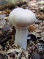 Filename=koprenka_psenicna_b_Cortinarius_caperatus_2010_10040054.jpg
Filesize=169KB
Dimensions=675x900
Date added=Oct 24, 2010 koprenka_psenicna_b_Cortinarius_caperatus_2010_10040054.jpg