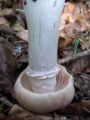Filename=koprenka_psenicna_c_Cortinarius_caperatus_2010_10040055.jpg
Filesize=147KB
Dimensions=675x900
Date added=Oct 24, 2010 koprenka_psenicna_c_Cortinarius_caperatus_2010_10040055.jpg