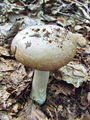 Filename=koprenka_psenicna_d_Cortinarius_caperatus_2009_09260012.JPG
Filesize=308KB
Dimensions=675x900
Date added=Jan 08, 2010 koprenka_psenicna_d_Cortinarius_caperatus_2009_09260012.JPG