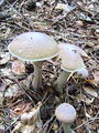 Filename=koprenka_psenicna_e_Cortinarius_caperatus_2009_09240029.JPG
Filesize=337KB
Dimensions=675x900
Date added=Jan 08, 2010 koprenka_psenicna_e_Cortinarius_caperatus_2009_09240029.JPG