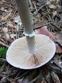 Filename=koprenka_psenicna_f_Cortinarius_caperatus_2009_09240030.JPG
Filesize=261KB
Dimensions=675x900
Date added=Jan 08, 2010 koprenka_psenicna_f_Cortinarius_caperatus_2009_09240030.JPG
