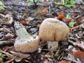 Filename=koprenka_psenicna_g_Cortinarius_caperatus_2012_10110001.jpg
Filesize=266KB
Dimensions=900x675
Date added=Dec 15, 2012 koprenka_psenicna_g_Cortinarius_caperatus_2012_10110001.jpg