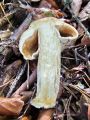 Filename=koprenka_psenicna_h_Cortinarius_caperatus_2012_10110002.jpg
Filesize=248KB
Dimensions=675x900
Date added=Dec 15, 2012 koprenka_psenicna_h_Cortinarius_caperatus_2012_10110002.jpg