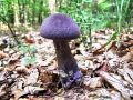 Filename=koprenka_vijolicasta_a_Cortinarius_violaceus_2013_09220006.jpg
Filesize=288KB
Dimensions=900x675
Date added=Nov 28, 2013 koprenka_vijolicasta_a_Cortinarius_violaceus_2013_09220006.jpg