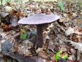 Filename=koprenka_vijolicasta_b_Cortinarius_violaceus_2010_09290051.jpg
Filesize=277KB
Dimensions=900x675
Date added=Oct 23, 2010 koprenka_vijolicasta_b_Cortinarius_violaceus_2010_09290051.jpg