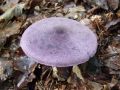 Filename=koprenka_vijolicasta_c_Cortinarius_violaceus_2010_09290050.jpg
Filesize=233KB
Dimensions=900x675
Date added=Oct 23, 2010 koprenka_vijolicasta_c_Cortinarius_violaceus_2010_09290050.jpg