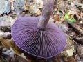 Filename=koprenka_vijolicasta_d_Cortinarius_violaceus_2010_09290052.jpg
Filesize=249KB
Dimensions=900x675
Date added=Oct 23, 2010 koprenka_vijolicasta_d_Cortinarius_violaceus_2010_09290052.jpg