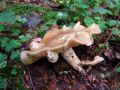 Filename=korenarka_pegasta_a_Rhodocollybia_maculata_2010_08290038.jpg
Filesize=213KB
Dimensions=900x675
Date added=Oct 24, 2010 korenarka_pegasta_a_Rhodocollybia_maculata_2010_08290038.jpg