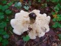 Filename=korenarka_pegasta_b_Rhodocollybia_maculata_2010_08290039.jpg
Filesize=213KB
Dimensions=900x675
Date added=Oct 24, 2010 korenarka_pegasta_b_Rhodocollybia_maculata_2010_08290039.jpg
