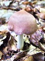 Filename=korenarka_spotegnjena_c_Rhodocollybia_maculata_var_distorta_2009_09240014.JPG
Filesize=309KB
Dimensions=675x900
Date added=Jan 05, 2010 korenarka_spotegnjena_c_Rhodocollybia_maculata_var_distorta_2009_09240014.JPG