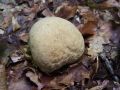 Filename=kosutnica_zrnata_b_Elaphomyces_granulatos_2013_10050023.jpg
Filesize=202KB
Dimensions=900x675
Date added=Nov 08, 2013 kosutnica_zrnata_b_Elaphomyces_granulatos_2013_10050023.jpg