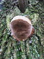 Filename=kresiloporka_hrastova_a_Fomitiporia_robusta_2009_09290013.JPG
Filesize=397KB
Dimensions=675x900
Date added=Jan 08, 2010 kresiloporka_hrastova_a_Fomitiporia_robusta_2009_09290013.JPG