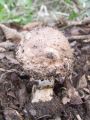 Filename=kukmak_gozdni_a_Agaricus_silvaticus_2012_10110090.jpg
Filesize=212KB
Dimensions=675x900
Date added=Nov 26, 2012 kukmak_gozdni_a_Agaricus_silvaticus_2012_10110090.jpg