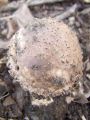 Filename=kukmak_gozdni_b_Agaricus_silvaticus_2012_10110091.jpg
Filesize=199KB
Dimensions=675x900
Date added=Nov 26, 2012 kukmak_gozdni_b_Agaricus_silvaticus_2012_10110091.jpg