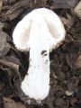 Filename=kukmak_gozdni_d_Agaricus_silvaticus_2012_10110093.jpg
Filesize=211KB
Dimensions=675x900
Date added=Nov 26, 2012 kukmak_gozdni_d_Agaricus_silvaticus_2012_10110093.jpg