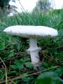 Filename=kukmakovec_votlobetni_a_Leucoagaricus_cretaceus_2011_09290004.jpg
Filesize=200KB
Dimensions=675x900
Date added=Oct 06, 2011 kukmakovec_votlobetni_a_Leucoagaricus_cretaceus_2011_09290004.jpg
