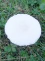 Filename=kukmakovec_votlobetni_b_Leucoagaricus_cretaceus_2011_09290005.jpg
Filesize=178KB
Dimensions=675x900
Date added=Oct 06, 2011 kukmakovec_votlobetni_b_Leucoagaricus_cretaceus_2011_09290005.jpg