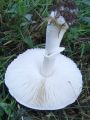 Filename=kukmakovec_votlobetni_c_Leucoagaricus_cretaceus_2011_09290008.jpg
Filesize=187KB
Dimensions=675x900
Date added=Oct 06, 2011 kukmakovec_votlobetni_c_Leucoagaricus_cretaceus_2011_09290008.jpg