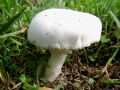 Filename=kukmakovec_votlobetni_d_Leucoagaricus_cretaceus_2012_10110037.jpg
Filesize=186KB
Dimensions=900x675
Date added=Dec 13, 2012 kukmakovec_votlobetni_d_Leucoagaricus_cretaceus_2012_10110037.jpg