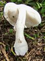 Filename=kukmakovec_votlobetni_f_Leucoagaricus_cretaceus_2012_10110039.jpg
Filesize=236KB
Dimensions=675x900
Date added=Dec 13, 2012 kukmakovec_votlobetni_f_Leucoagaricus_cretaceus_2012_10110039.jpg