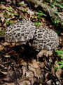 Filename=kustravec_crni_e_Strobilomys_strobilaceus_a_DSC01974a.jpg
Filesize=269KB
Dimensions=675x900
Date added=Jan 05, 2010 kustravec_crni_e_Strobilomys_strobilaceus_a_DSC01974a.jpg