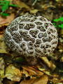 Filename=kustravec_crni_f_Strobilomys_strobilaceus_b_DSC01973a.jpg
Filesize=242KB
Dimensions=675x900
Date added=Jan 05, 2010 kustravec_crni_f_Strobilomys_strobilaceus_b_DSC01973a.jpg